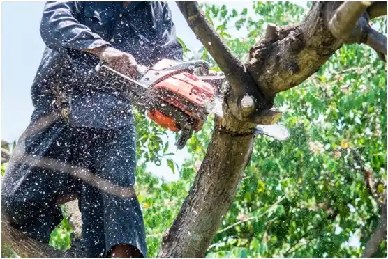 tree services Hunter